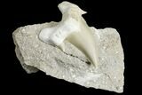 Eocene Otodus Shark Tooth Fossil in Rock - Huge Tooth! #171294-1